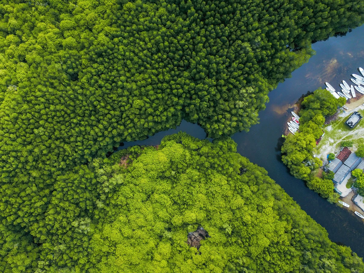 Coastal Mangrove Ecosystem