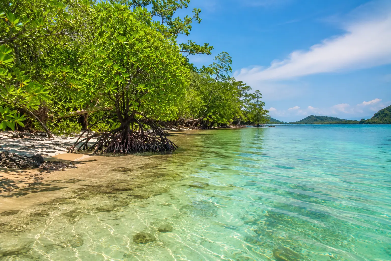 Coastal Mangrove Ecosystem